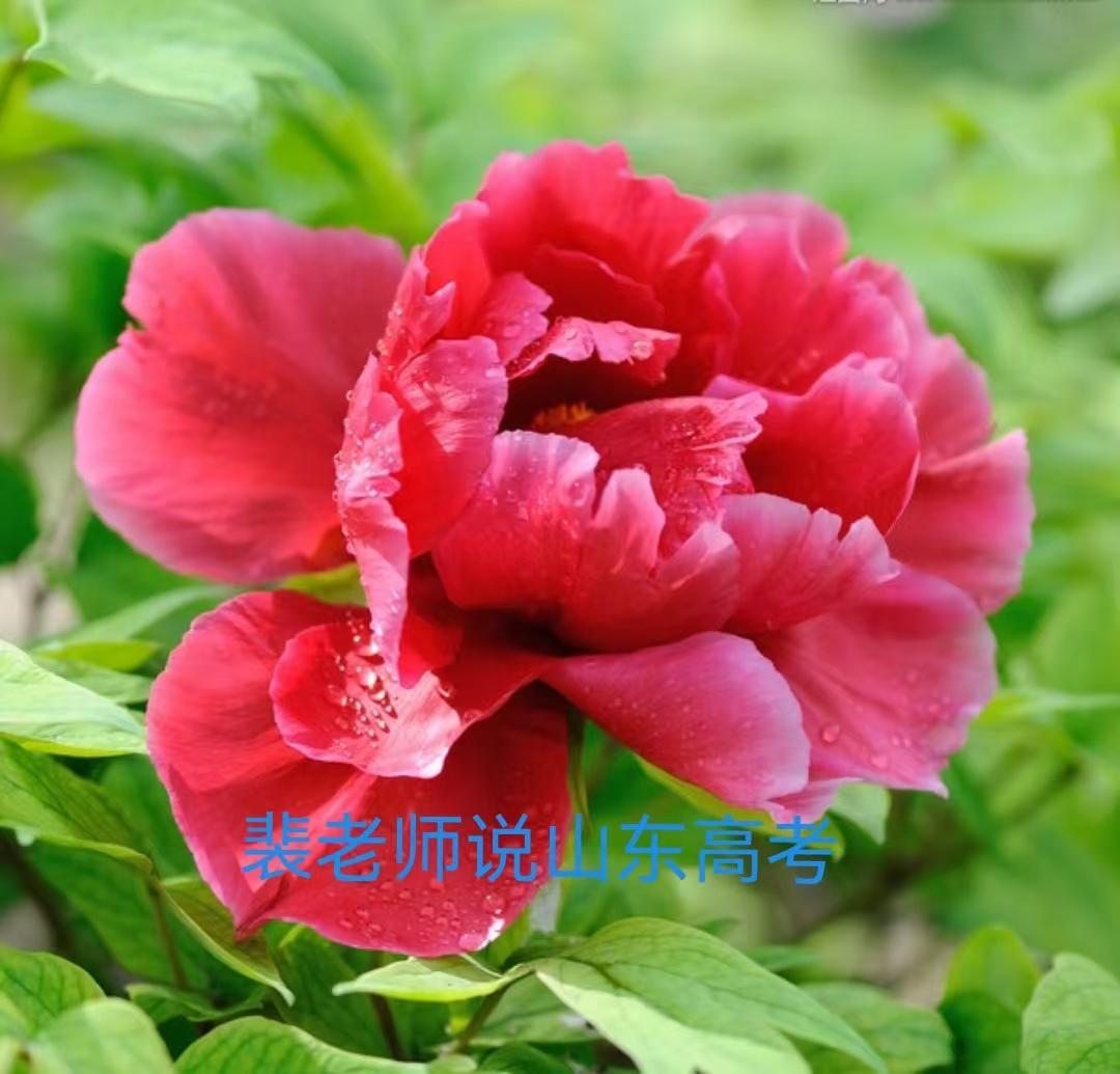 【山东高考】（26/04/18）很多专家都在教你填报志愿，但是真学会了吗？裴老师