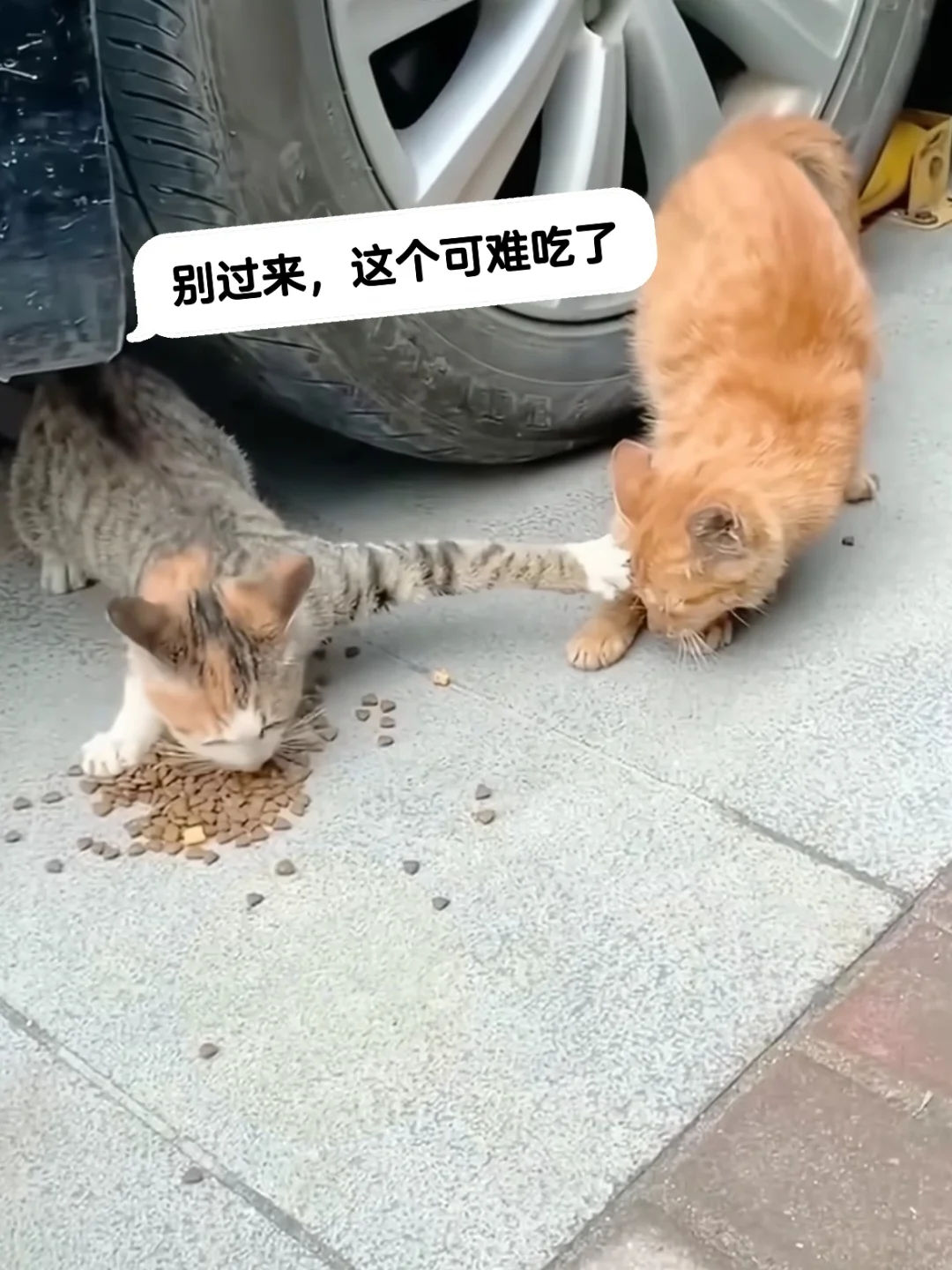 [滑稽笑]想领养猫咪，喊我