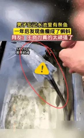广西这哥们儿心也是真够大的，买条鲶鱼往水池一扔，转头就给忘了。这一忘就是整整