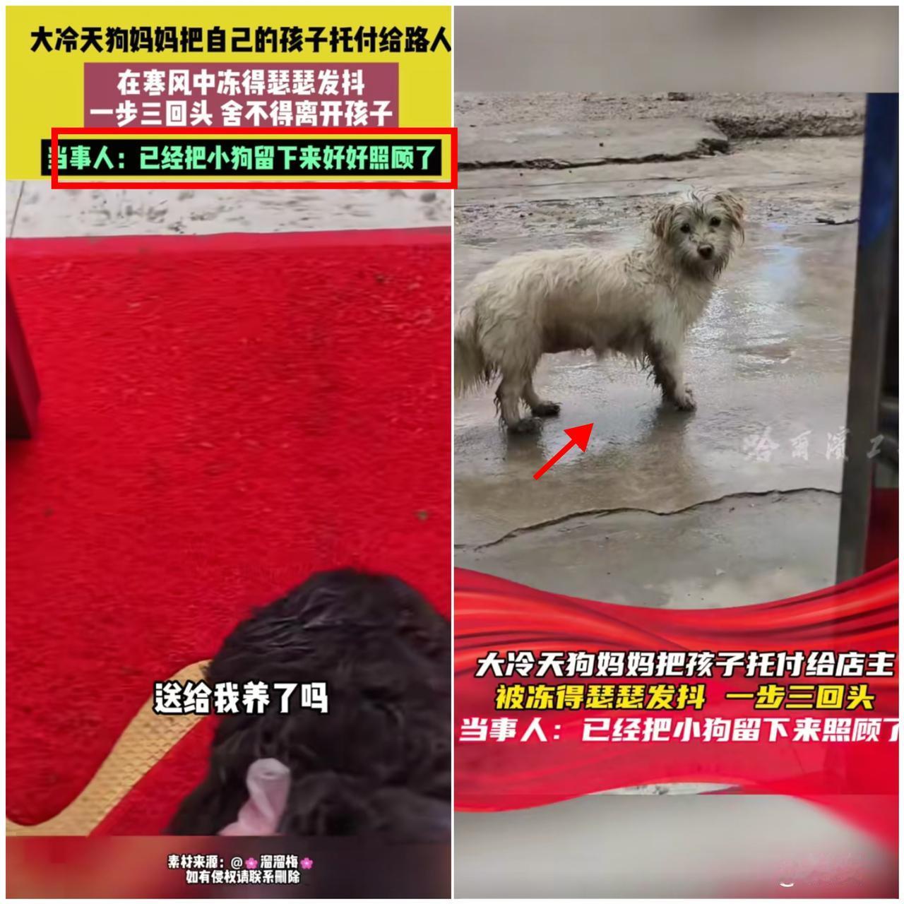 谁看了不心疼！安徽街头，浑身湿透的流浪狗妈，竟把幼崽领到店门口托付给陌生女子