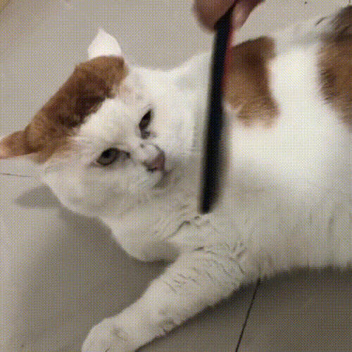 从"公主"到"贼"般的宠物猫[睡觉][微