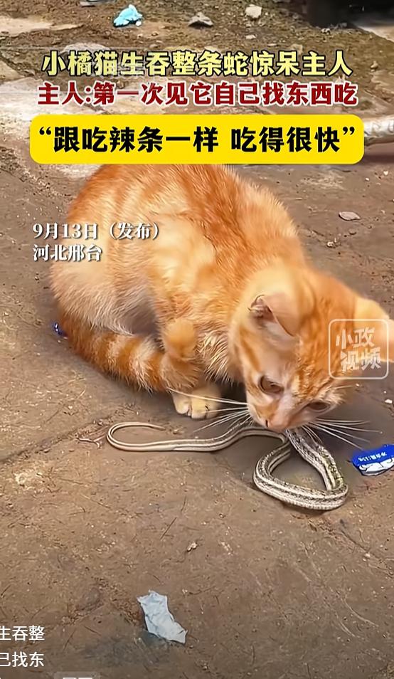 太吓人了！河北邢台，男子捡来的小猫竟然自己抓了一条活蛇，直接生吞，主人看见吓了一