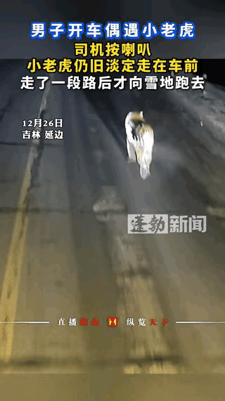吉林延边的一个司机在公路上开车时遇见小老虎，虽然他摁了响了喇叭，但是小老虎非常的