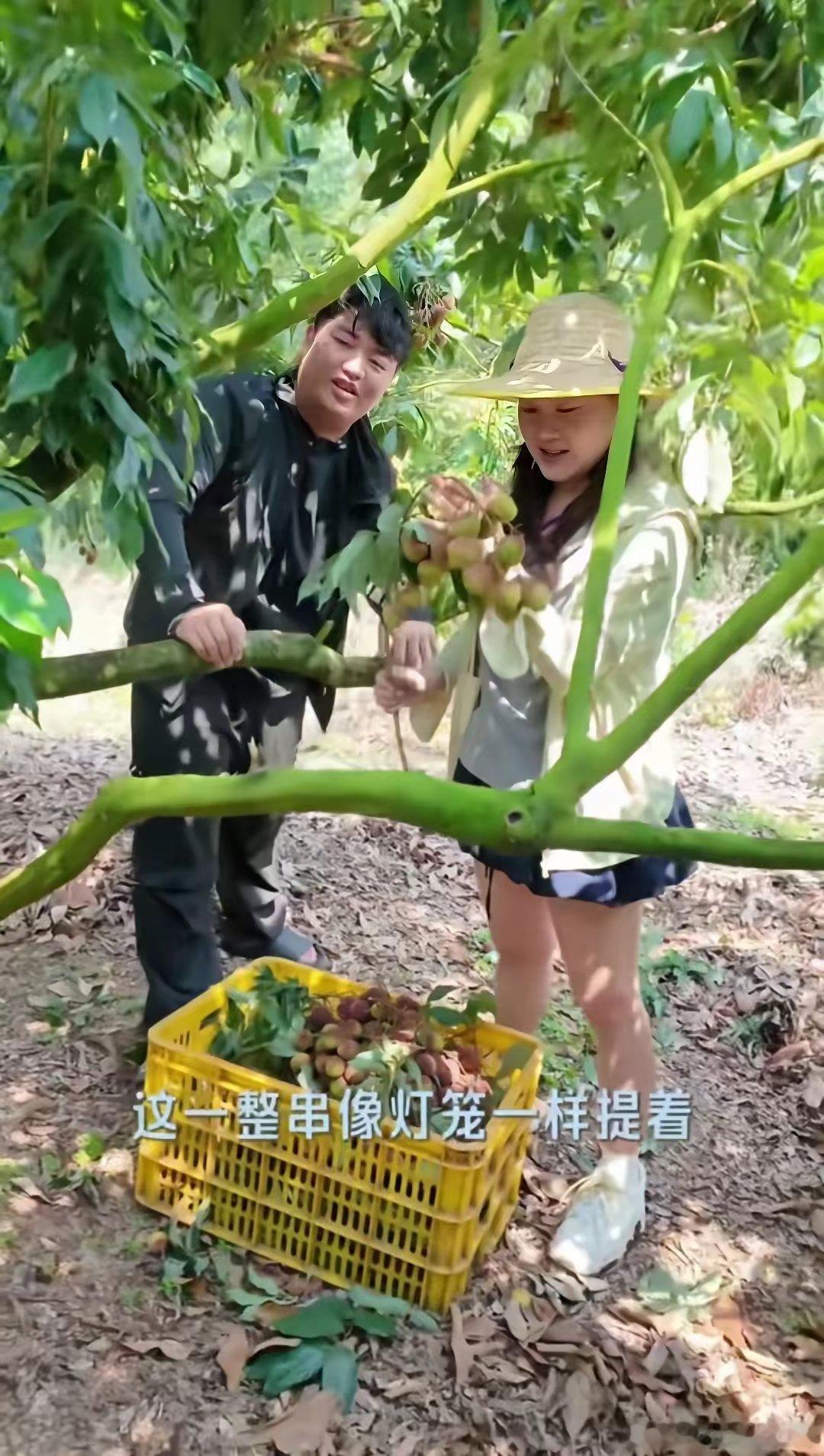 张家齐跑去全红婵老家，俩人一起摘荔枝卖荔枝！刚才刷到视频，一下子没绷住——张家齐
