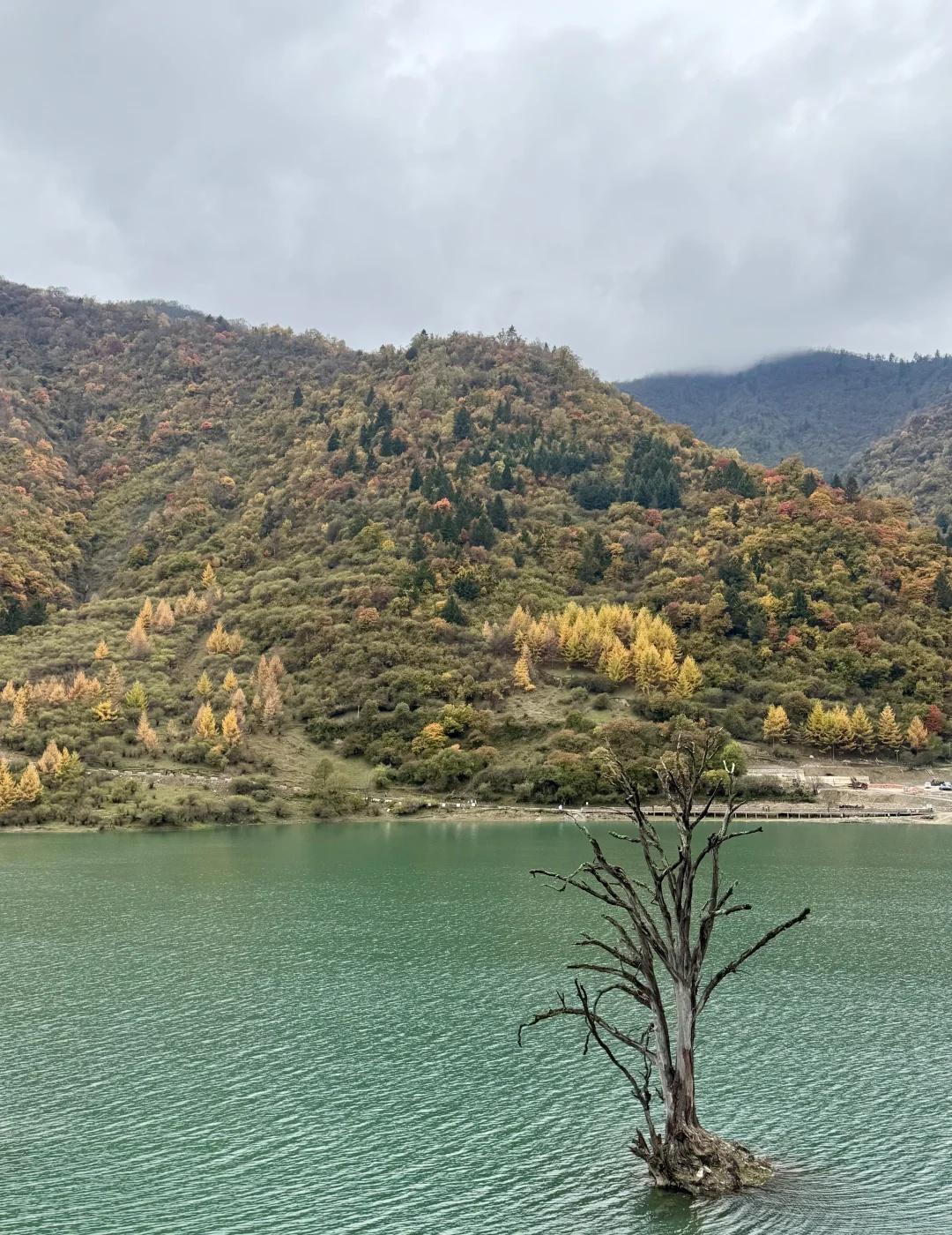 离九寨沟2小时车程的小众赏秋地🍂不知不觉又到了赏秋的季节～刚好九绵高速通了