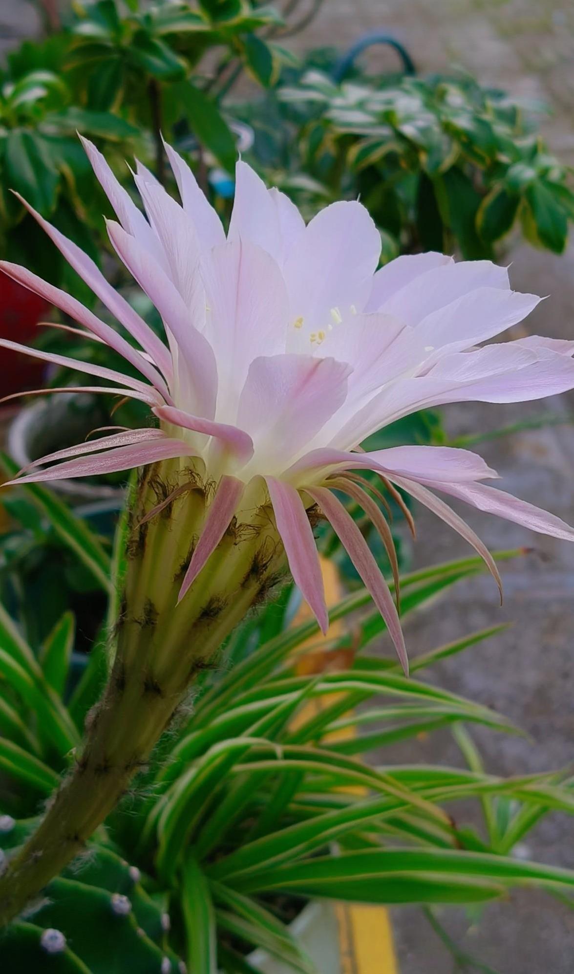 Blooming…