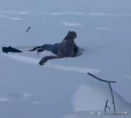 本满心向往着奔赴新疆阿勒泰，想一头扎进那无垠粉雪与苍茫林海，亲身体验雪域荒原的野