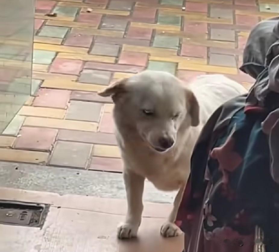 流浪狗妈妈为了给幼崽讨要食物，接连被人拒绝多次后，竟学会了露出微笑讨好路人。母爱