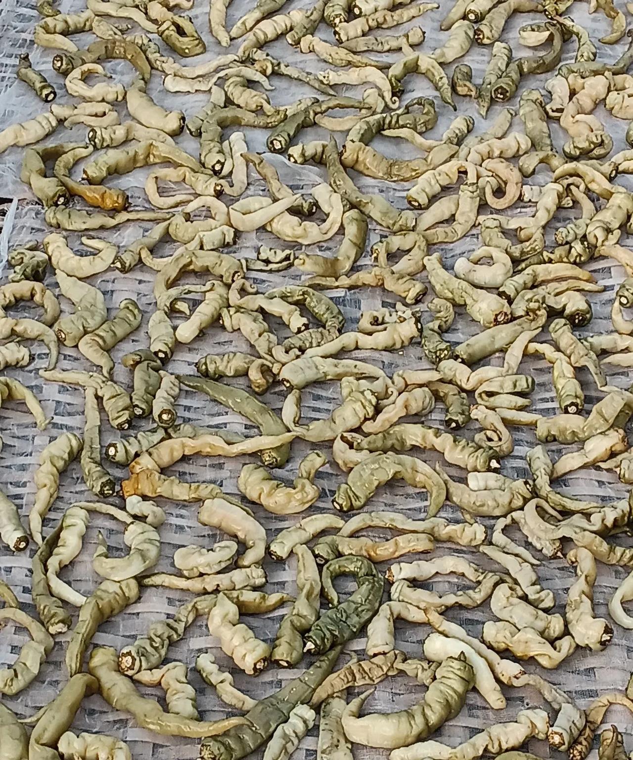 邻家告诉我怎样干白辣椒，如果你不会的可以看看，你也可以在家做点白辣椒。首先要看