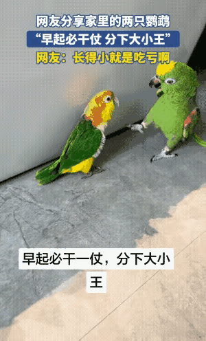 一女子在家养了一大一小两只鹦鹉，这俩相处得不和睦，每天一早碰面就打架，当天打赢的