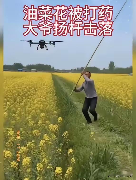大爷才不惯着，说拦就拦，这份硬气真的太圈粉！种了一辈子油菜，祖祖辈辈靠天收
