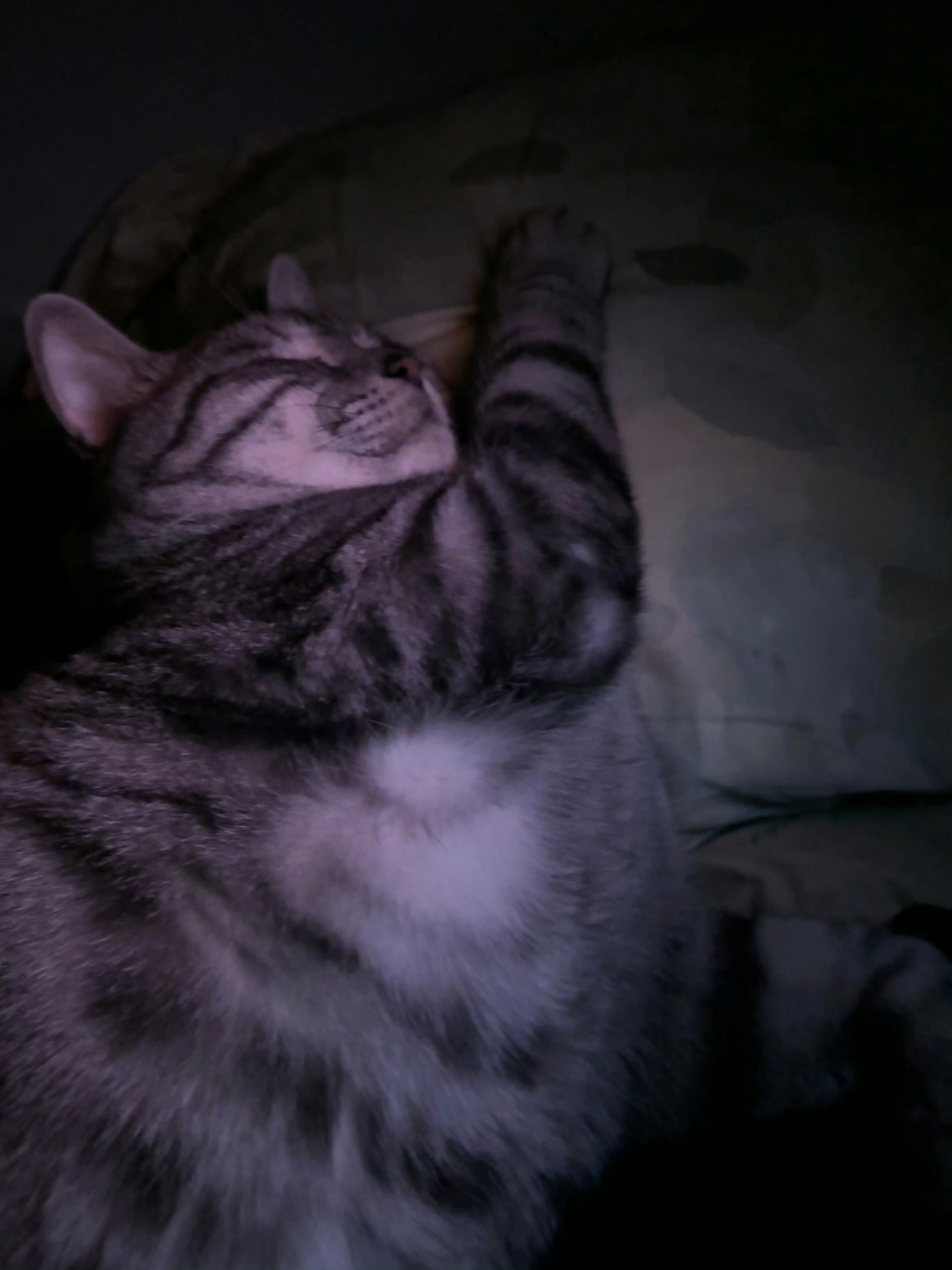 猫11.8斤等于人200斤啊？我家猫17斤且拒绝减肥哪天喂少了就胖猫压顶、趴人胸