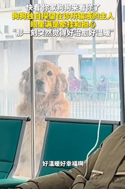 江苏一男子感冒去输液，没想到，家里狗狗竟然趁他不在，独自偷偷跑到诊所探望。医生看