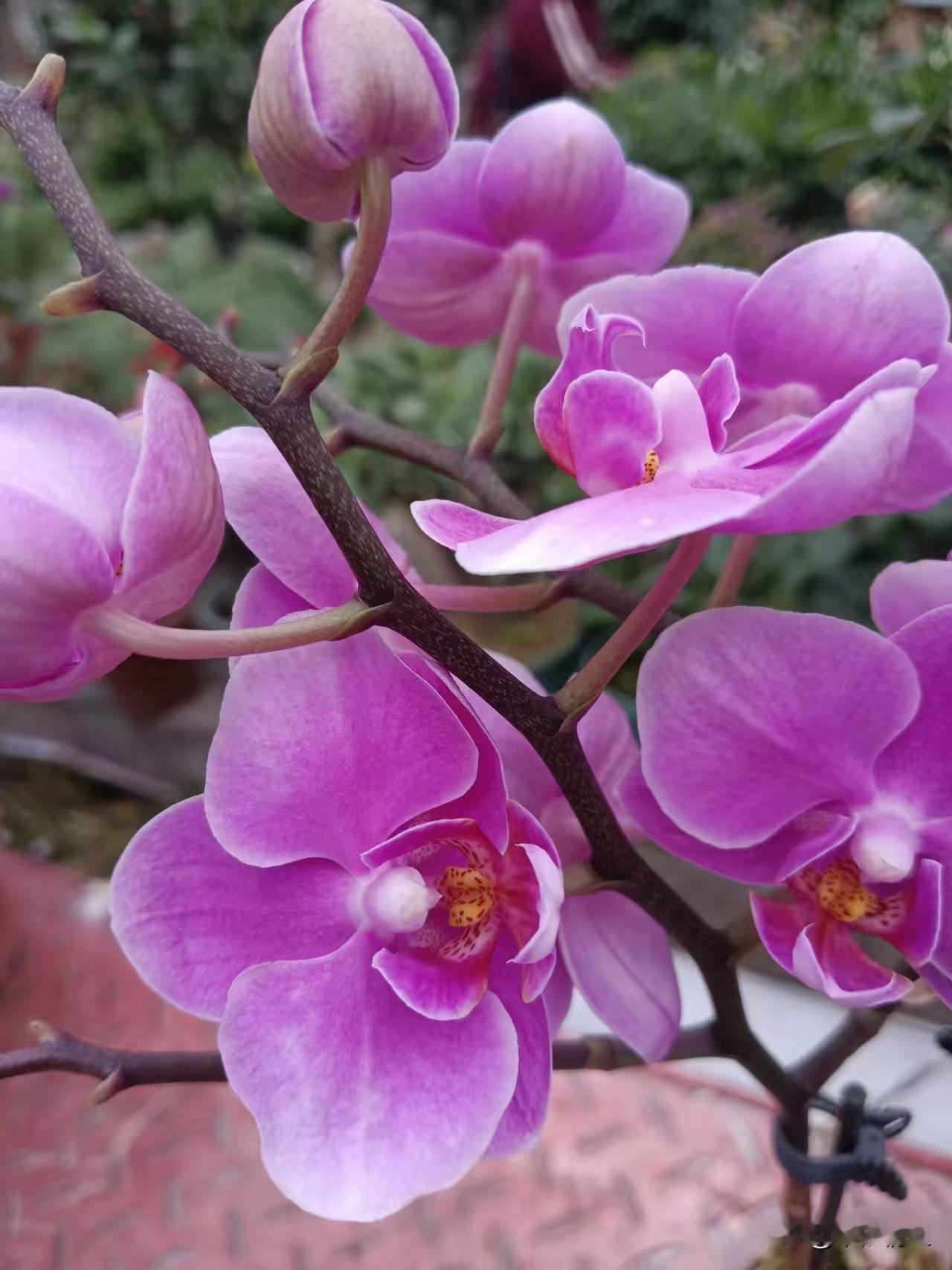 大家都是女人，问大家一个隐私的问题，反正谁也不认识谁，请如实回答。我还是女儿身