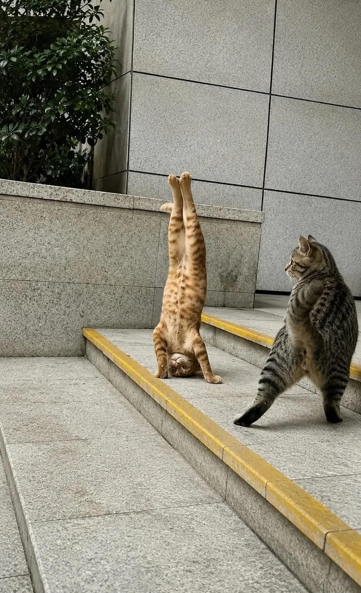 天才杂技猫猫☺️猫儿这个技多不压身啊，小伙伴吓了一大跳，右边的小猫惊讶得皮燕子都