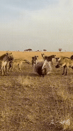 看这张图乐了，旷野里这只豪猪模样的动物对着鬣狗群炸毛竖刺，看着挺横，其实就是虚张