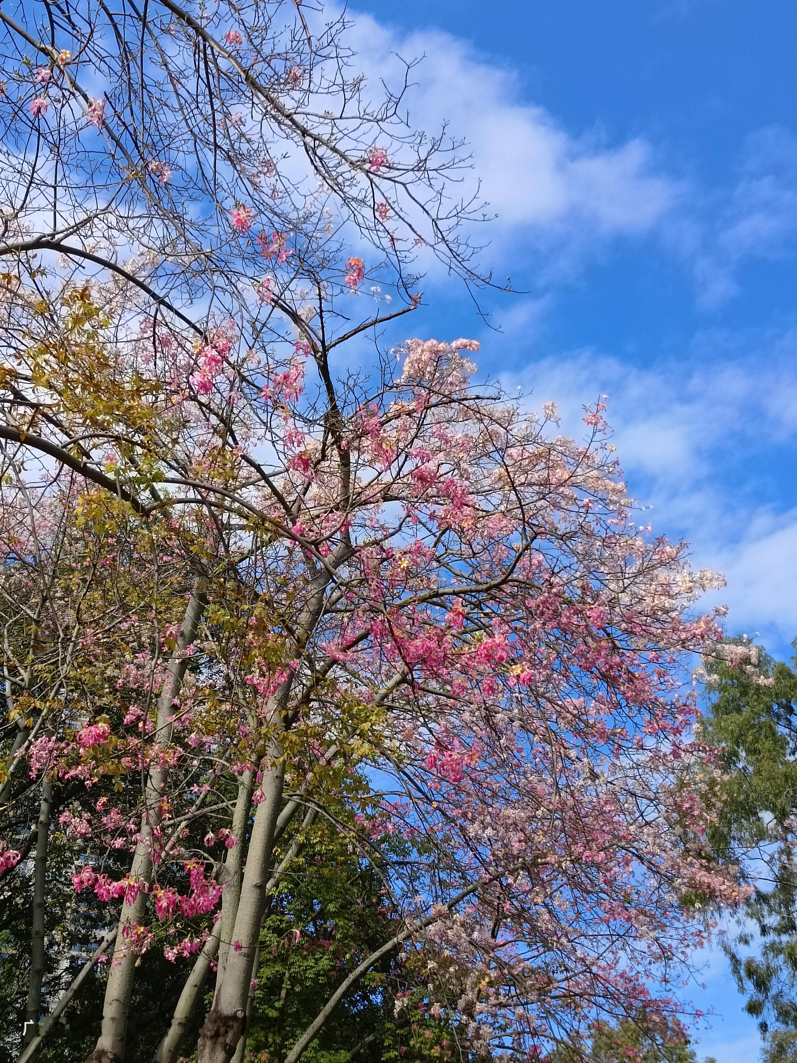 一张照片记录广州的美景广州市天河公园<!--{img:0}--...