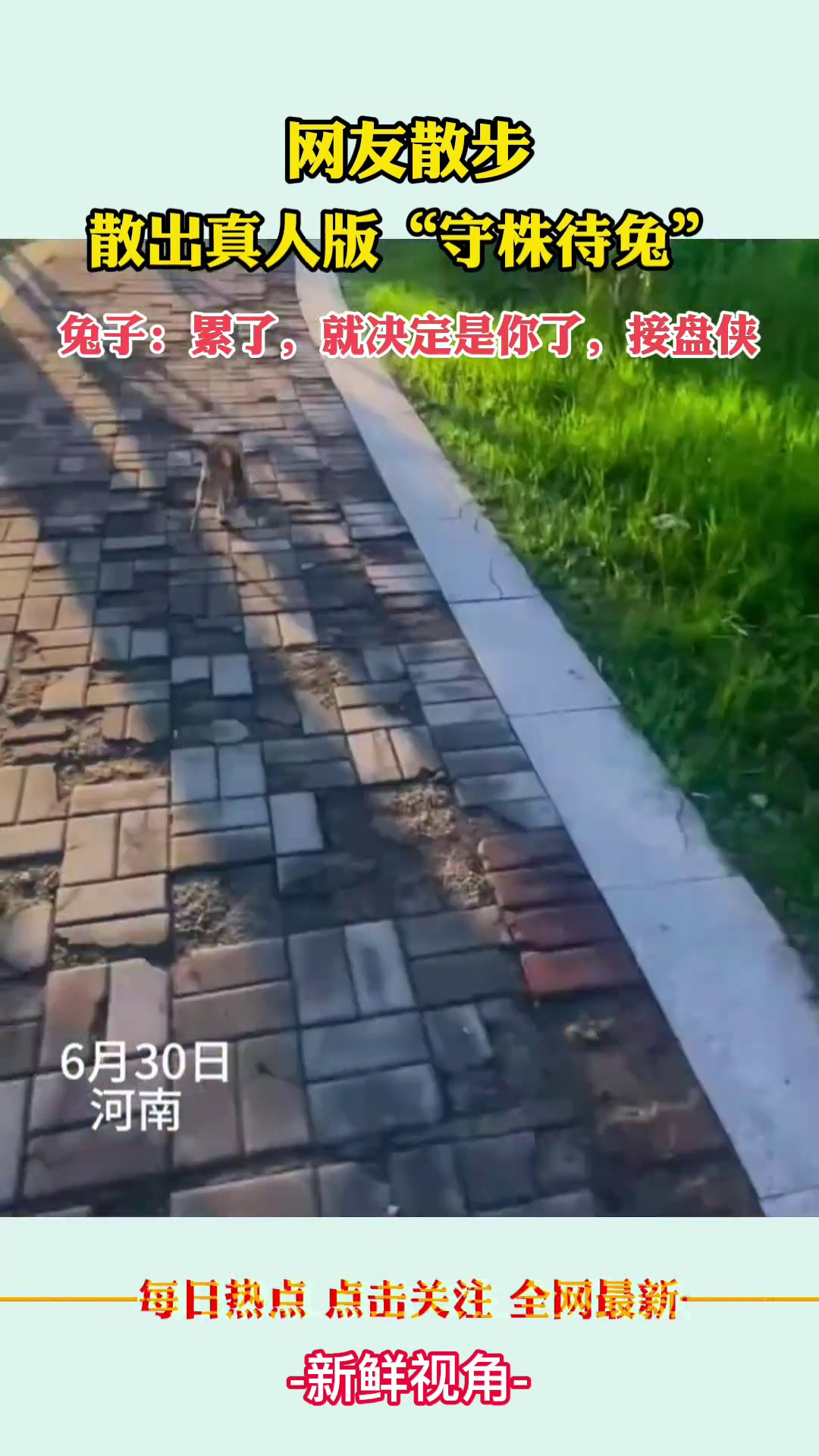 古人诚不欺我！网友散步散出真人版“守株待兔”