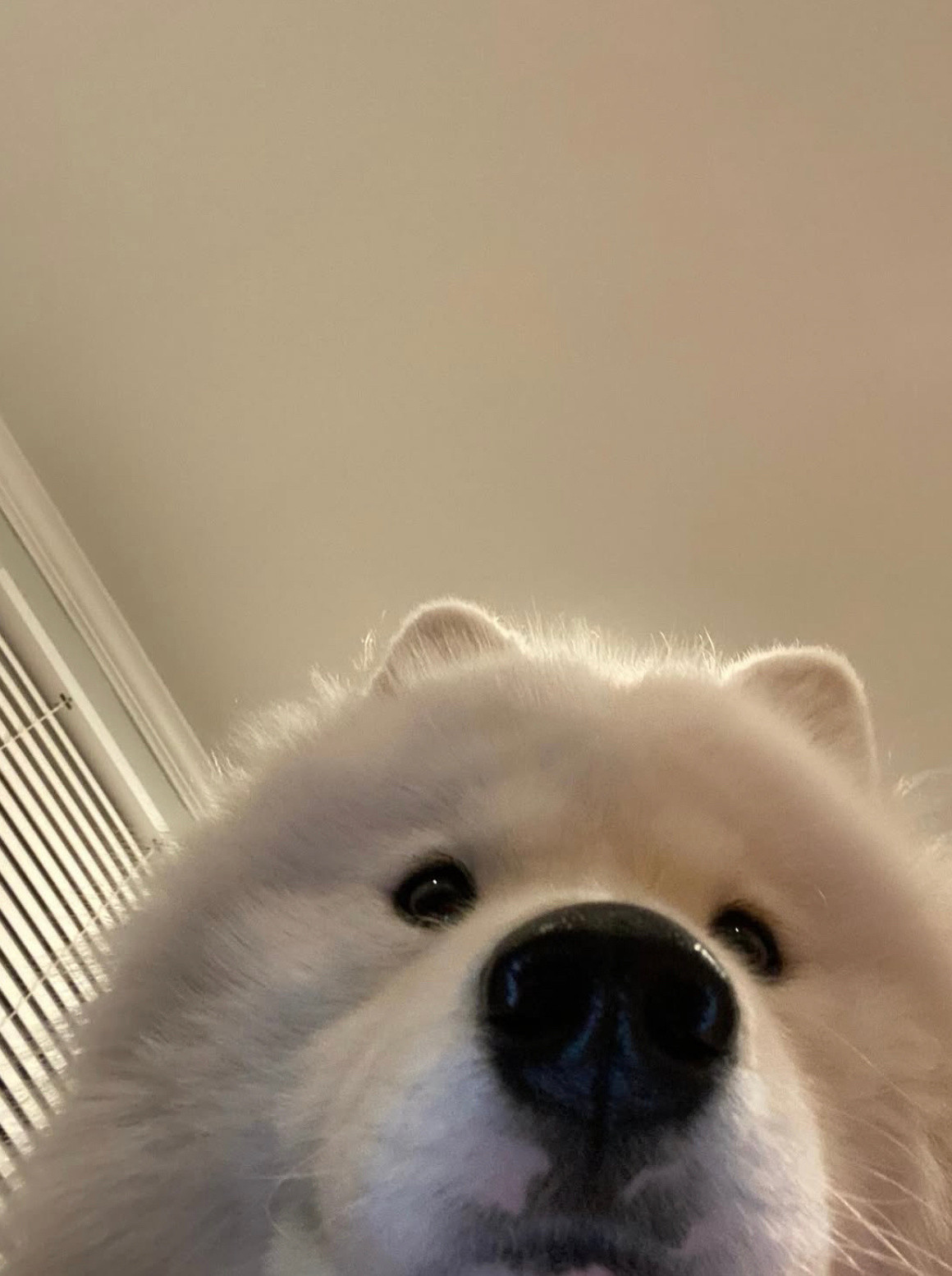 喂喂喂？看得到我吗？