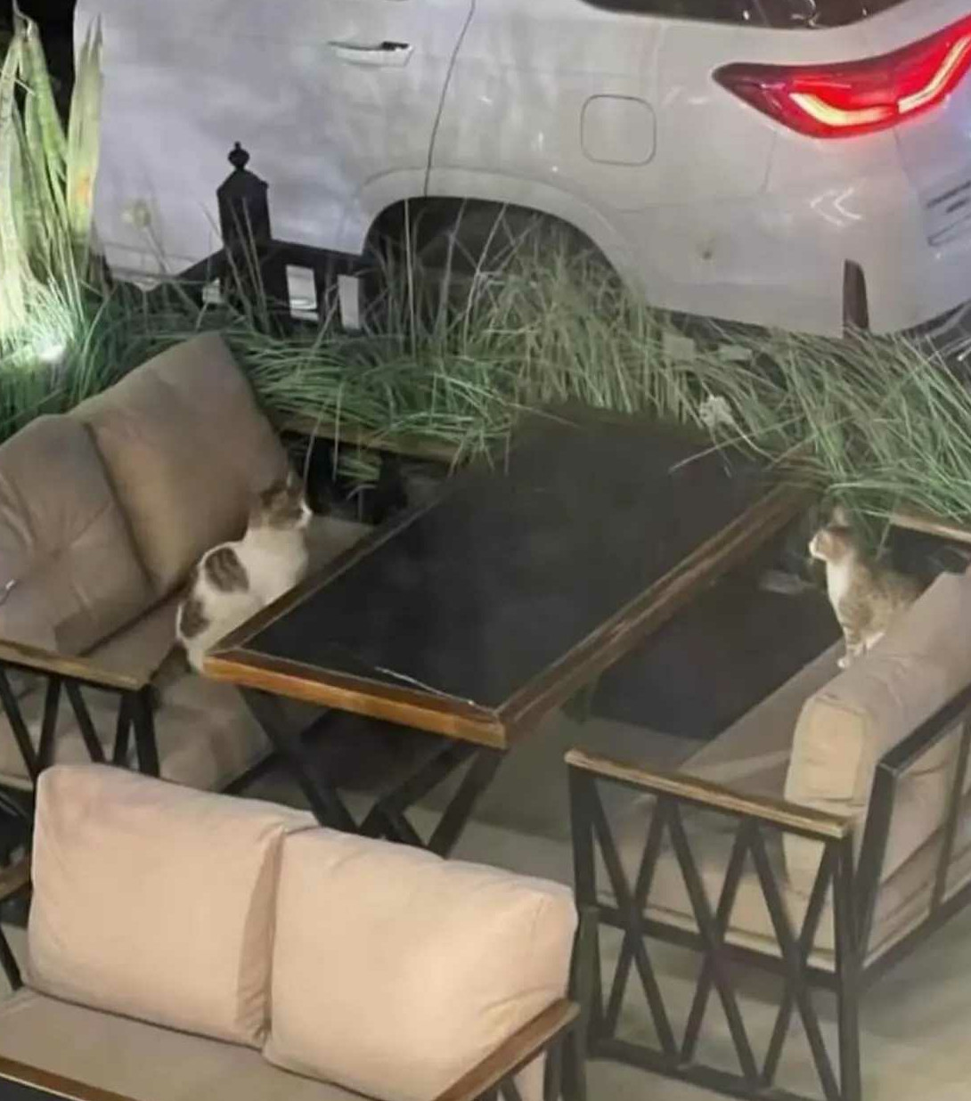 咖啡不点嘛小鱼干好歹准备一点嘛相亲男太抠门啦。