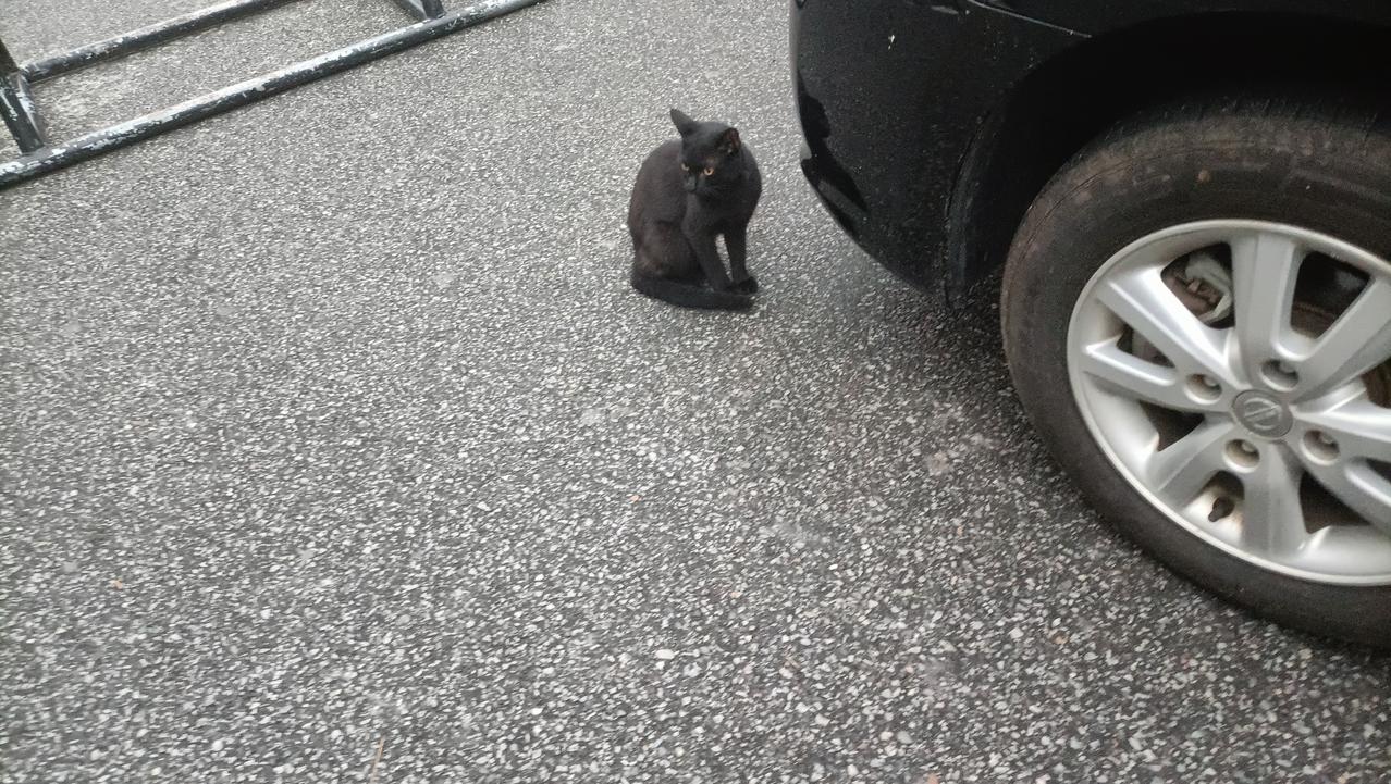 路边偶遇纯黑小猫咪，黄瞳也太有氛围感了出门停车偶然撞见一只小黑猫，安安静静