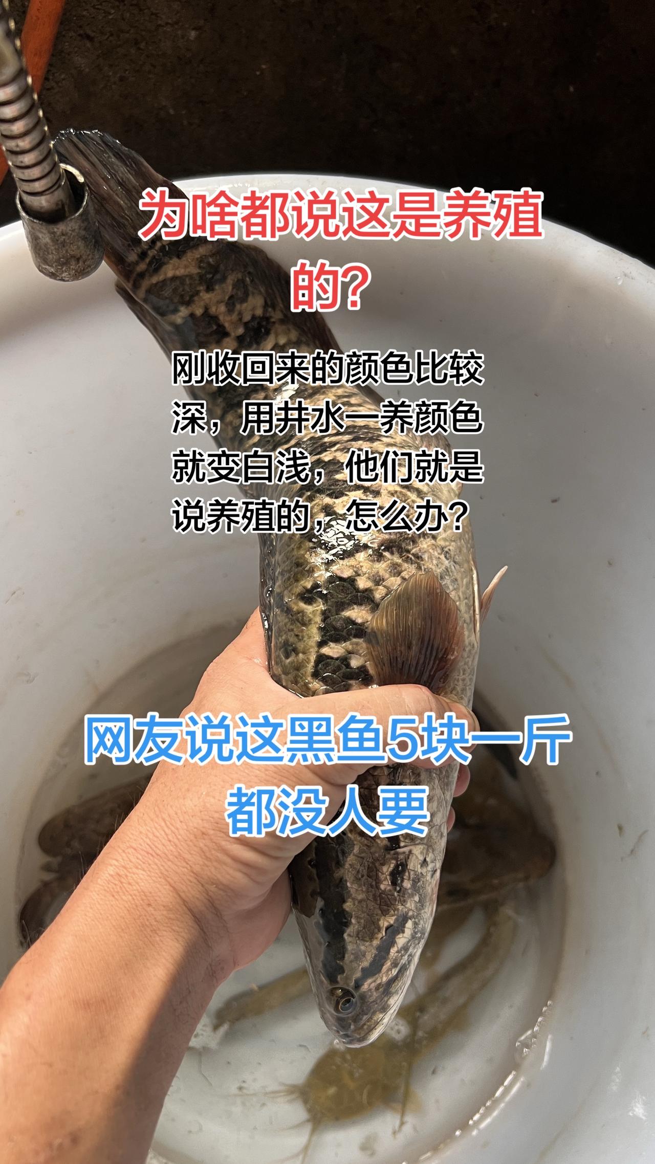 网友说这黑鱼五块一斤都没人要，这是在水库边装的，抓的时候颜色比较黑，但一放上抖音