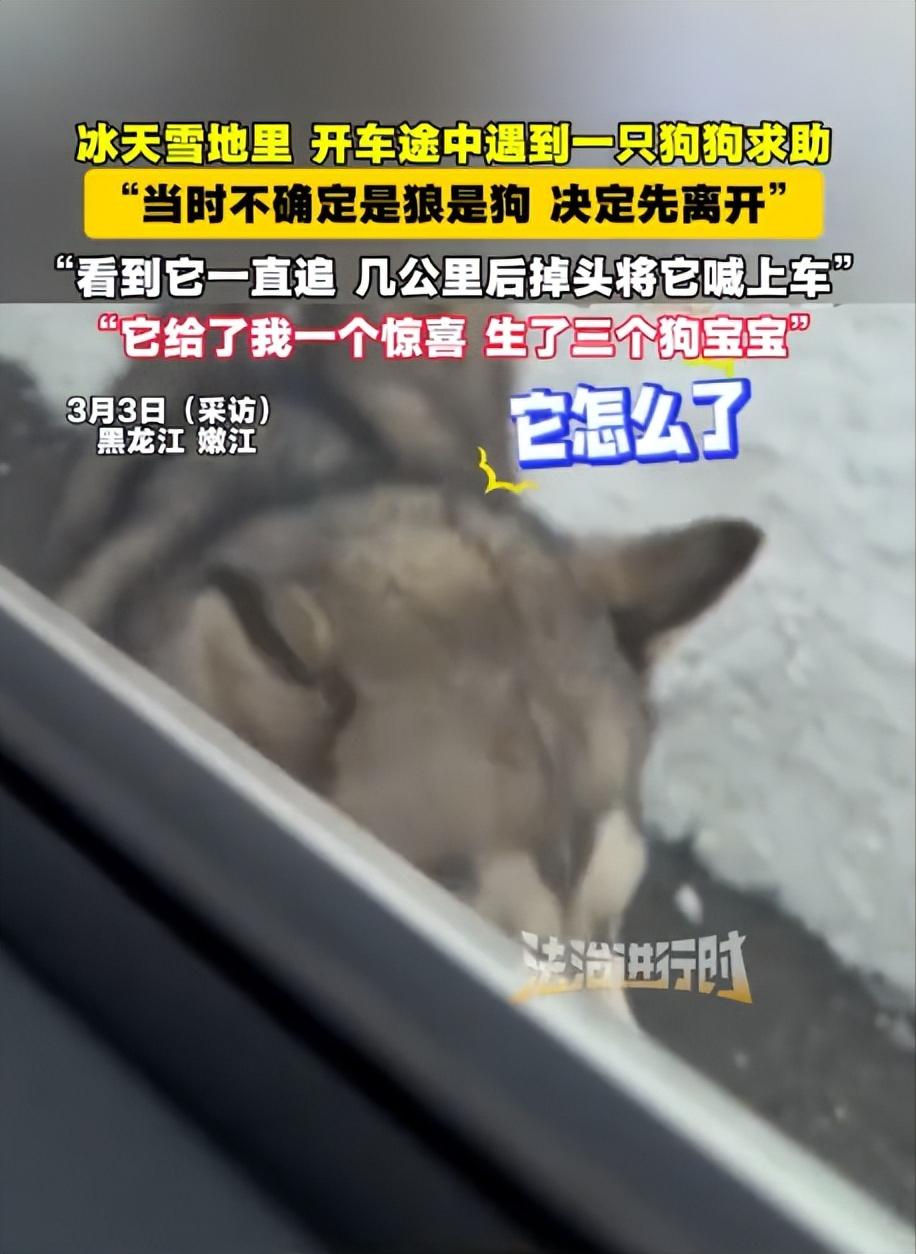 黑龙江，女子开车遇到一只狗狗追车，一直追了好几公里，不肯放弃，女子不忍心，掉头回