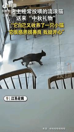 “真成精了？”江苏无锡一女店主常喂路边流浪猫，没想到中秋前，小猫竟叼着条鱼来店里