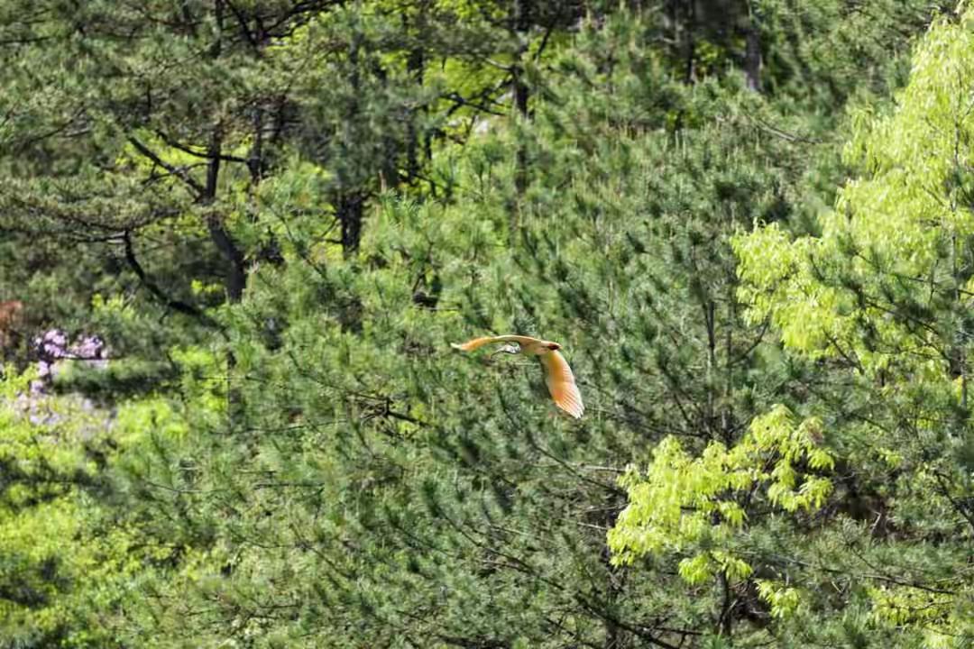 你有没有见过这样一种地方？为了几只鸟，整整44年不敢用化肥农药。结果呢？