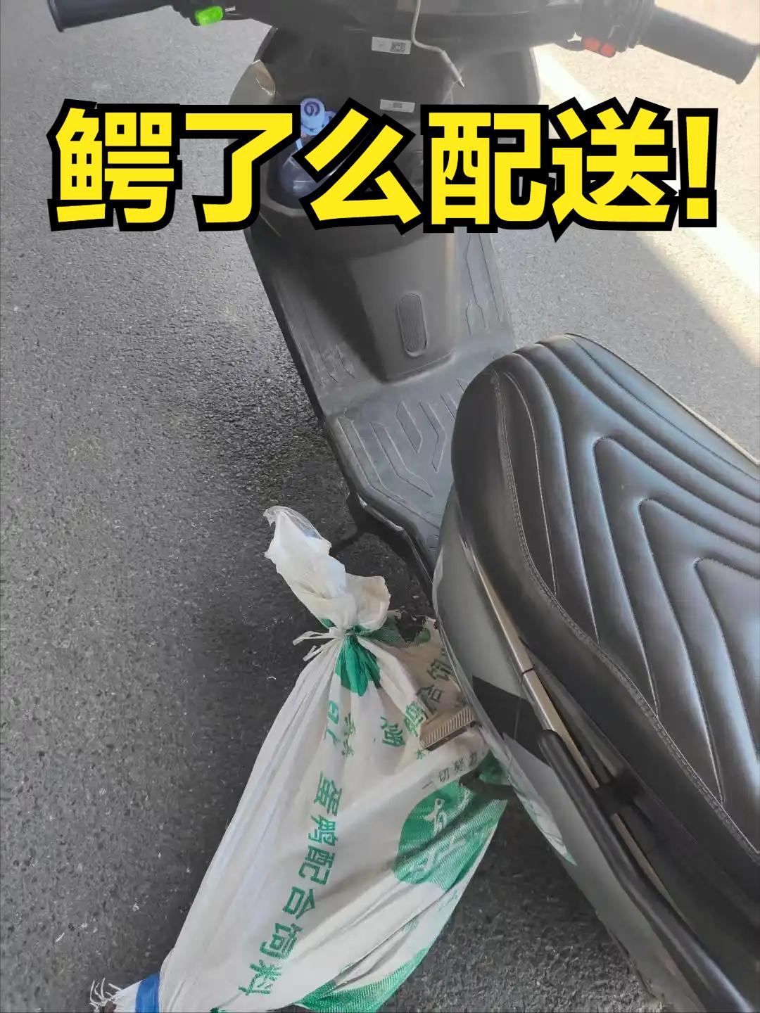 送鳄鱼半路发现是活的！广州的骑手关先生接到一个跑腿订单：将一条简单用
