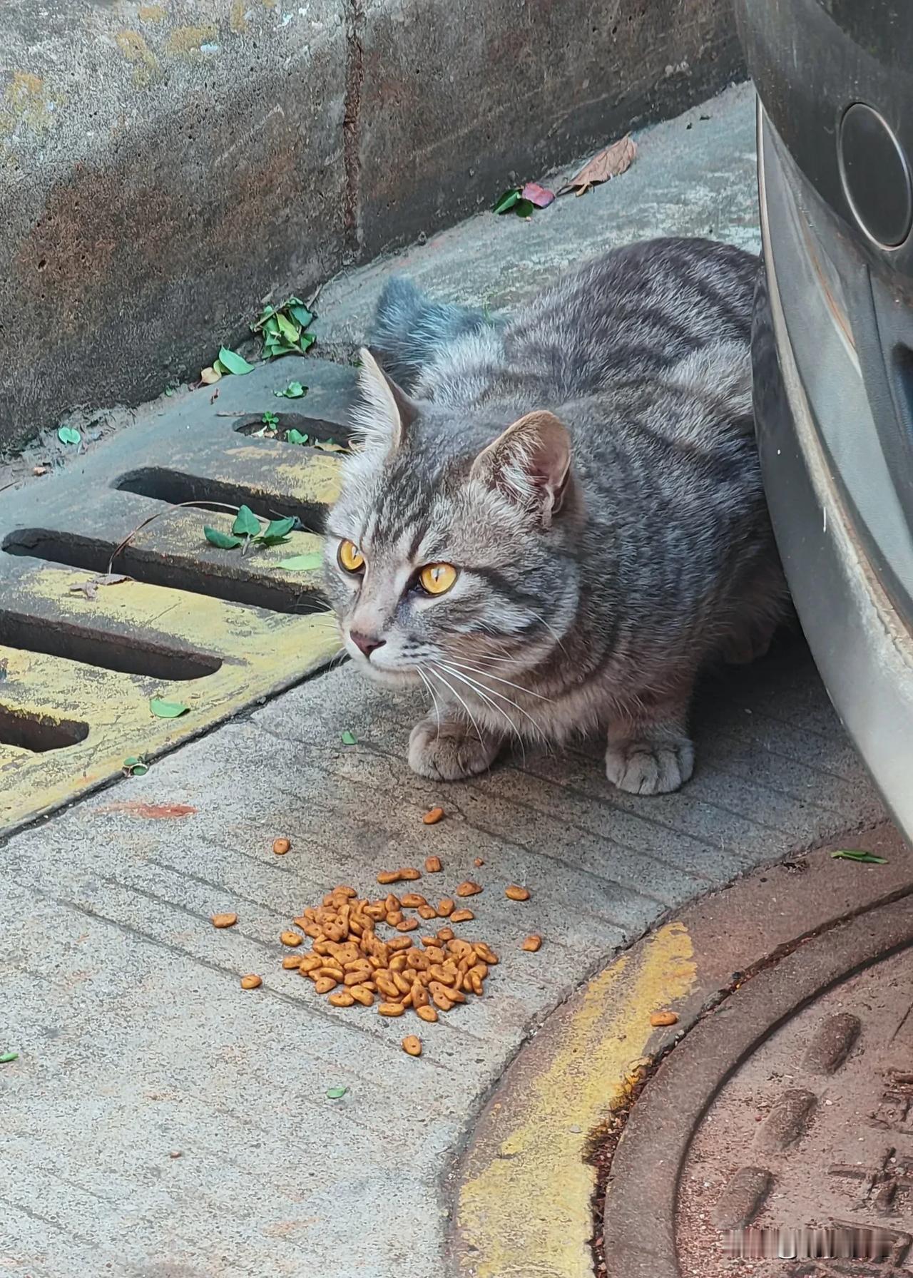 难得一见的狸花猫散步偶遇一只流浪狸花猫，平时见多是橘猫。幸好随身带了猫粮，天