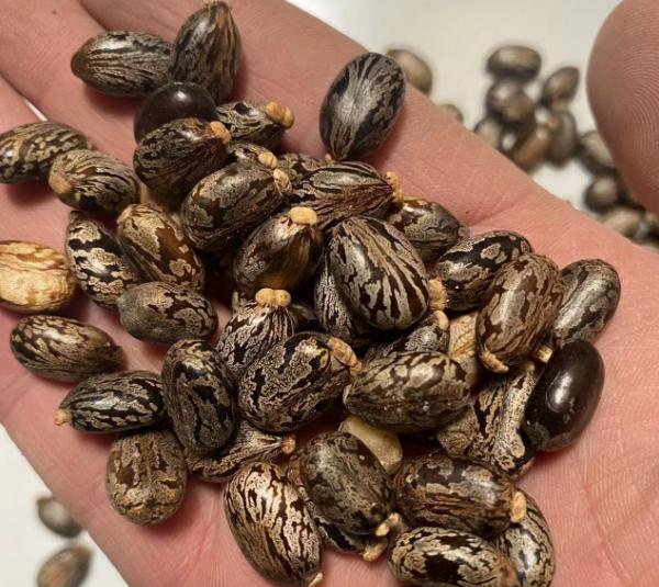 服了！浙江绍兴，23岁姑娘为治便秘，一口气嚼了20颗蓖麻籽，差点因为自己的“养生