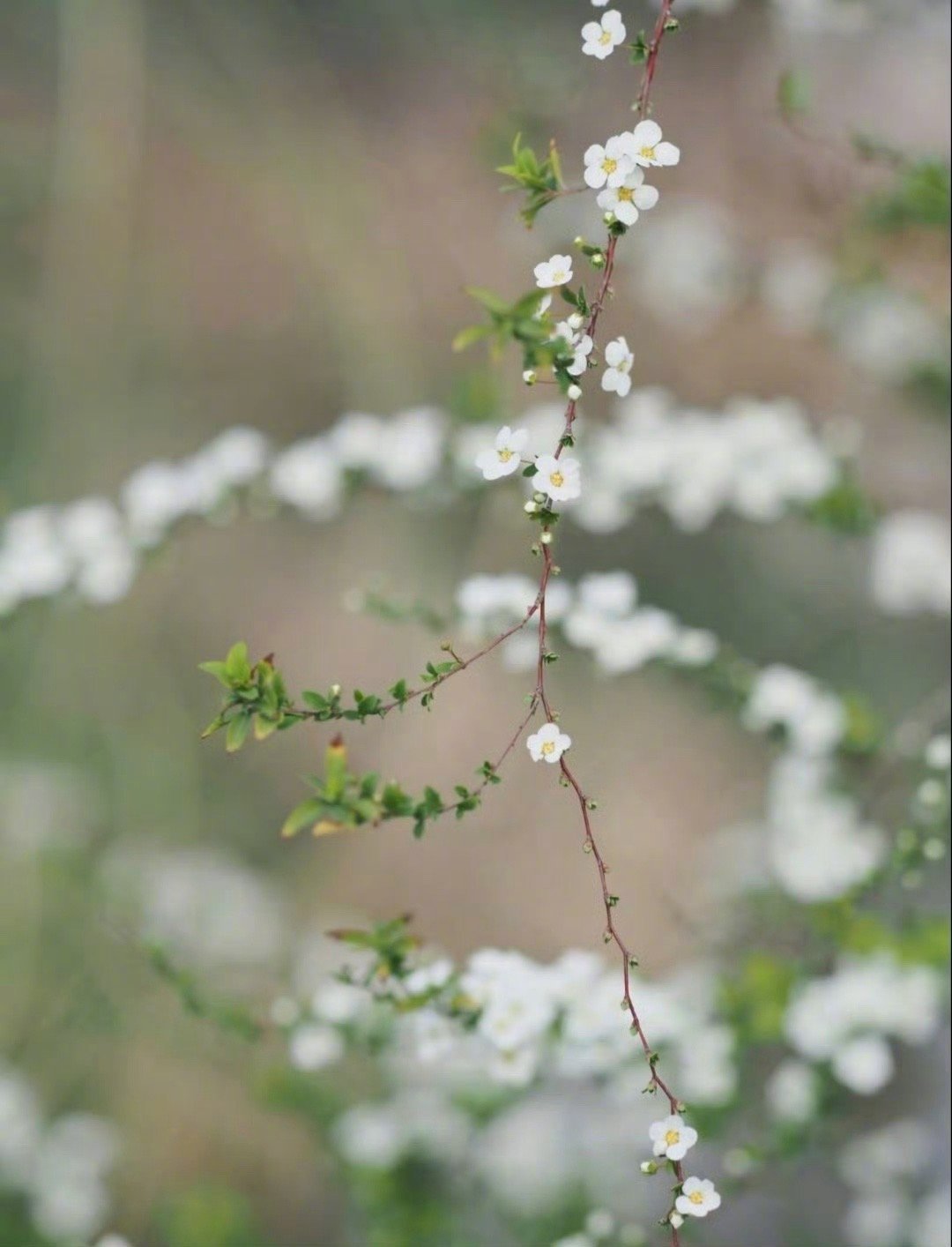 汉字的奥妙，中国汉字博大精深！1、兔＋兔＋兔＝𠓗（fù）：“奔赴”之意2、鱼