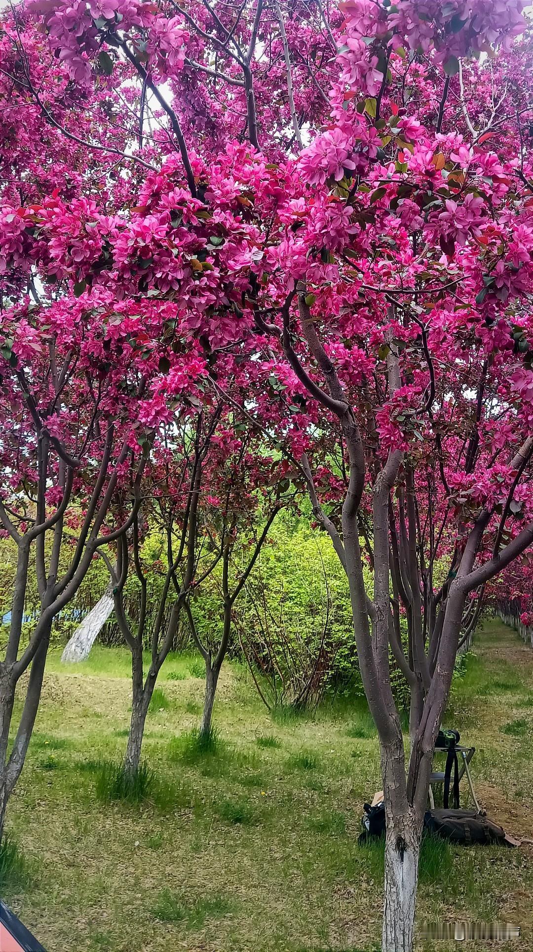 这条路叫“寒梅大道”，盛开的不是樱花，是一种叫做寒梅的观赏乔木。多年前开始种植，