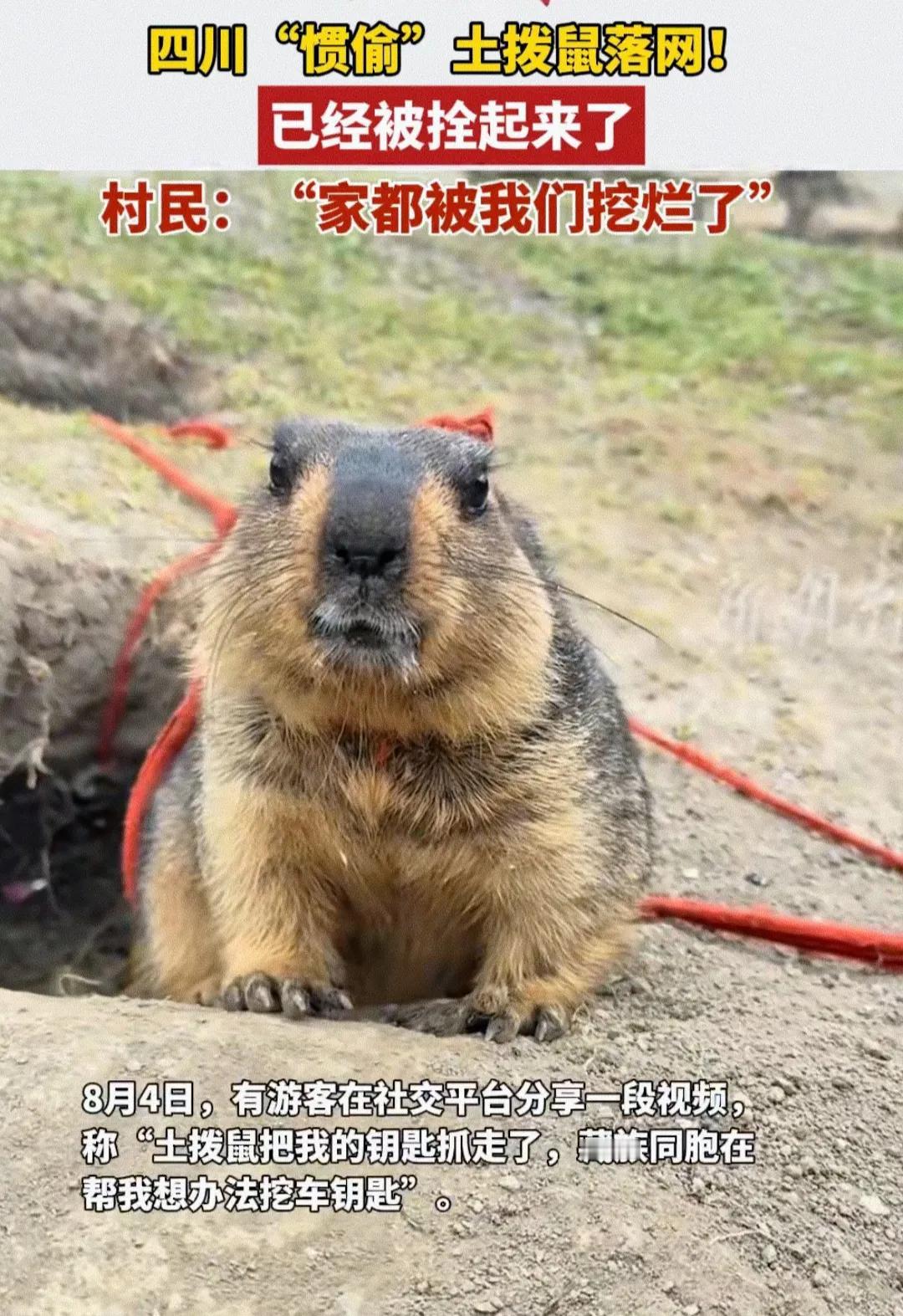 四川这只“惯偷”土拨鼠火啦！游客车钥匙被它“顺”走，全村人挖洞找钥匙，把家都挖烂