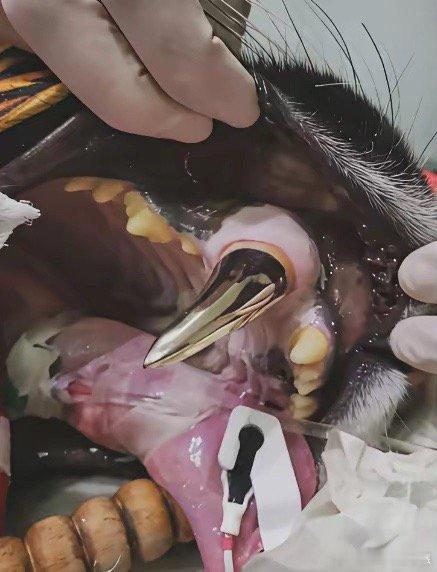 人类给牙齿断了的老虎装上一颗大金牙。