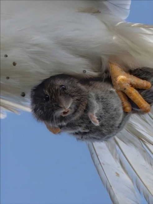 这张由野生动物摄影师拍摄的照片走红，记录了小动物被捕食者捕获的那一刻，它直直地盯