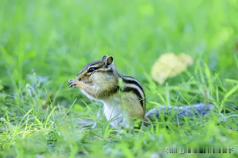 拍身边的小动物，真的能发现超多乐趣！我想起立陶宛摄影师AndriusBurba