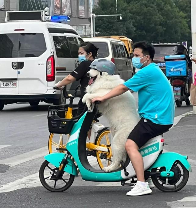 这个一看就是“爱狗人士”[捂脸哭][捂脸哭]