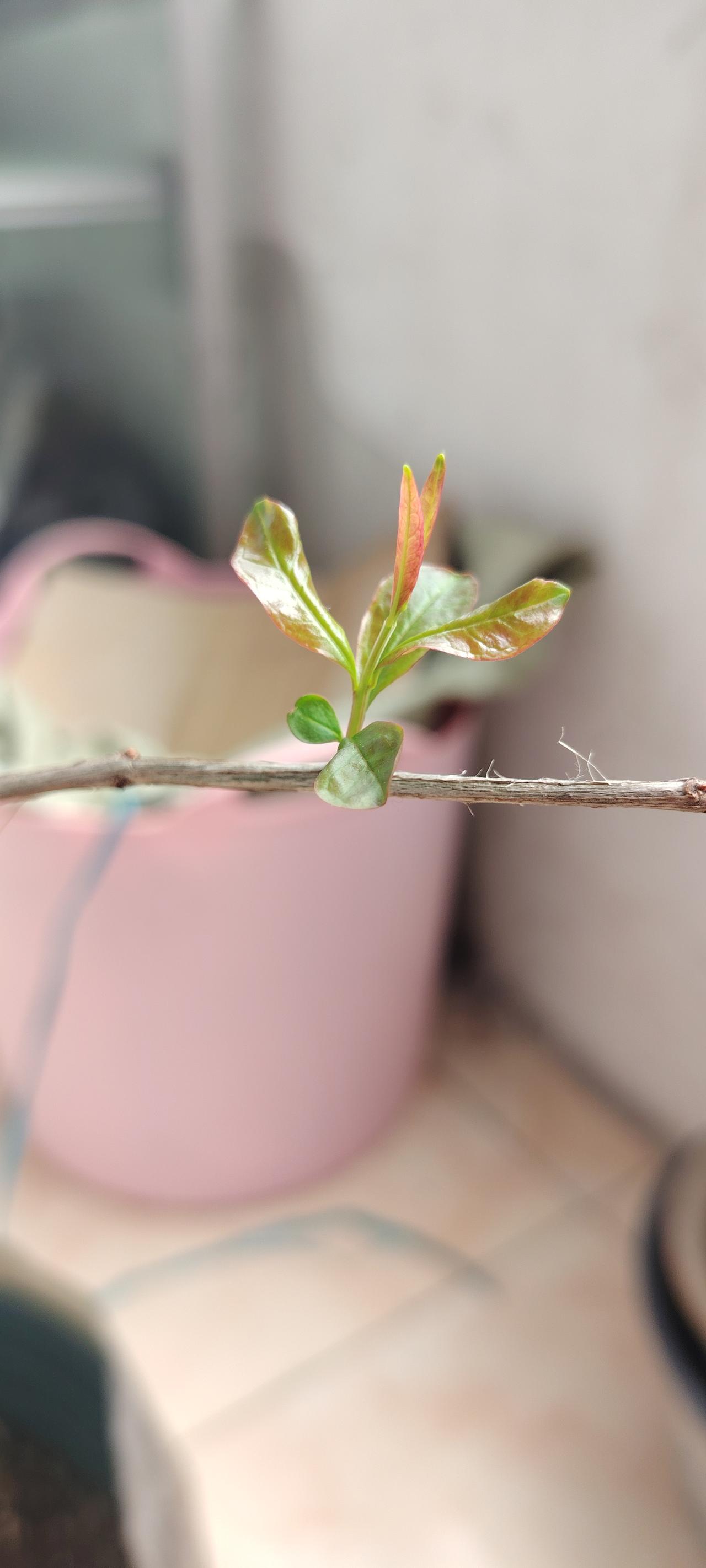 托人带回一棵石榴苗，栽在5升的花盆里放阳台上。我担心长太高，早早掐了顶。刚开始天