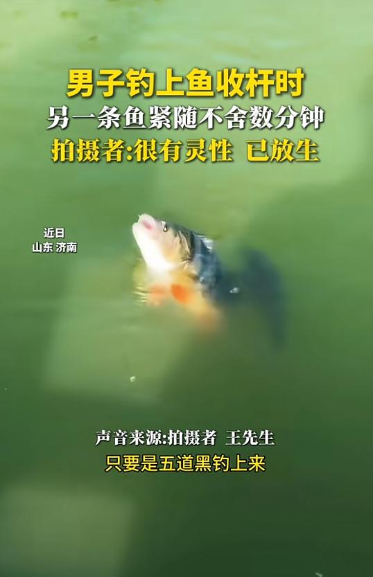 "太有灵性了！"5月10日报道，山东济南，一男子去钓鱼，等了两个多小时终于钓上一
