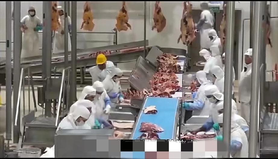 荷兰和丹麦低价抛售猪肉被调查！没想到西班牙反倒成了最大受益者！欧洲那边的人自