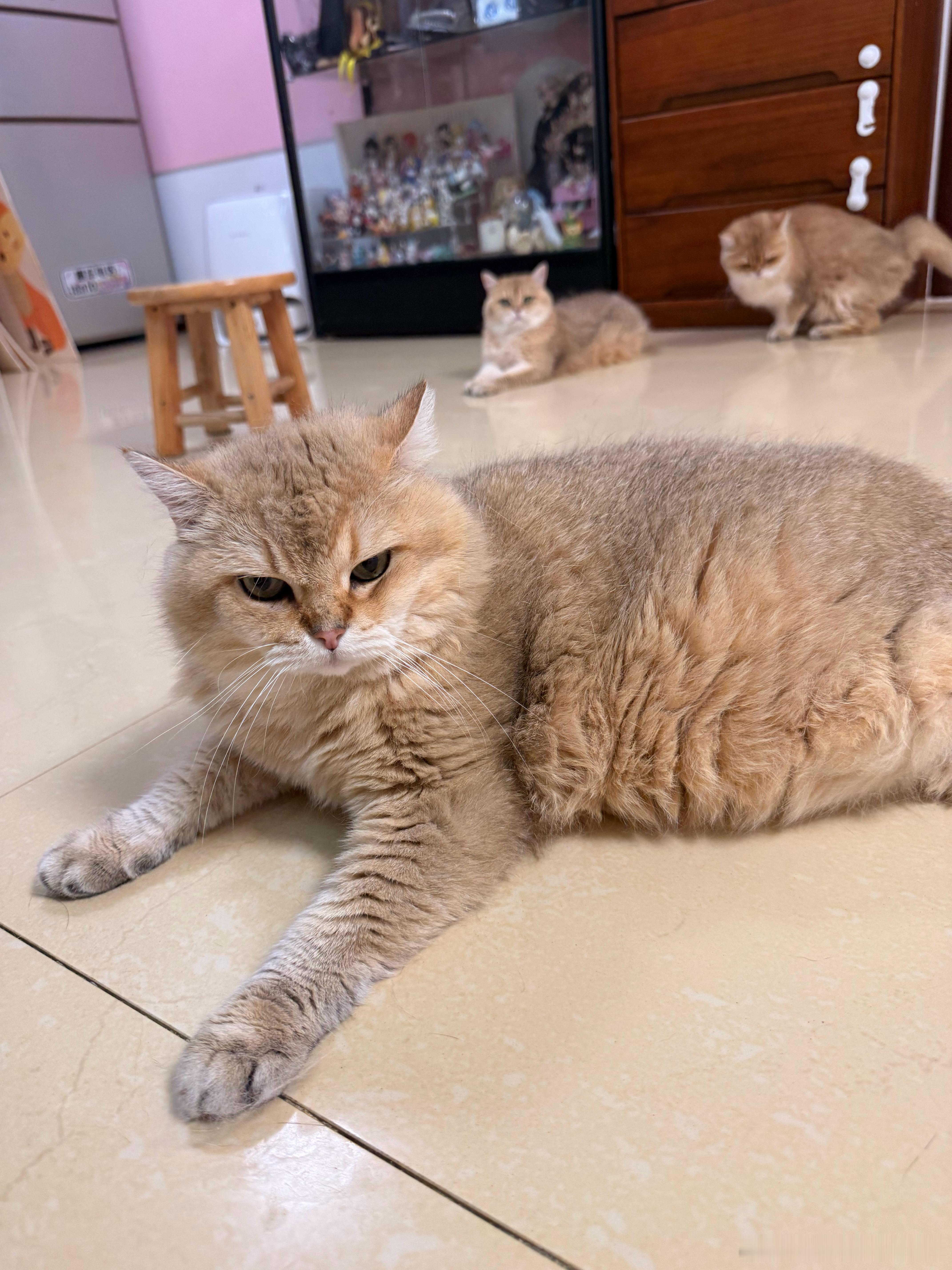 猫猫愤怒萌宠猫咪