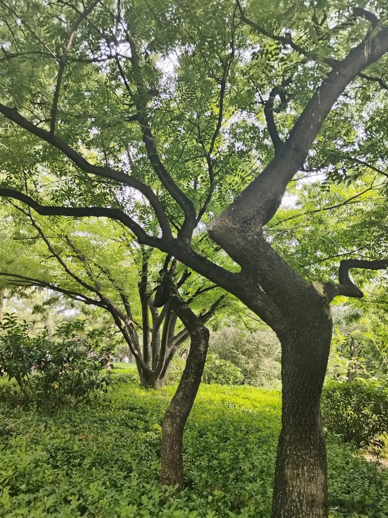 遗传真的太可怕了。我妈喜欢回娘家，娘家光亲侄子侄女就9个，每个娃定亲，结婚生