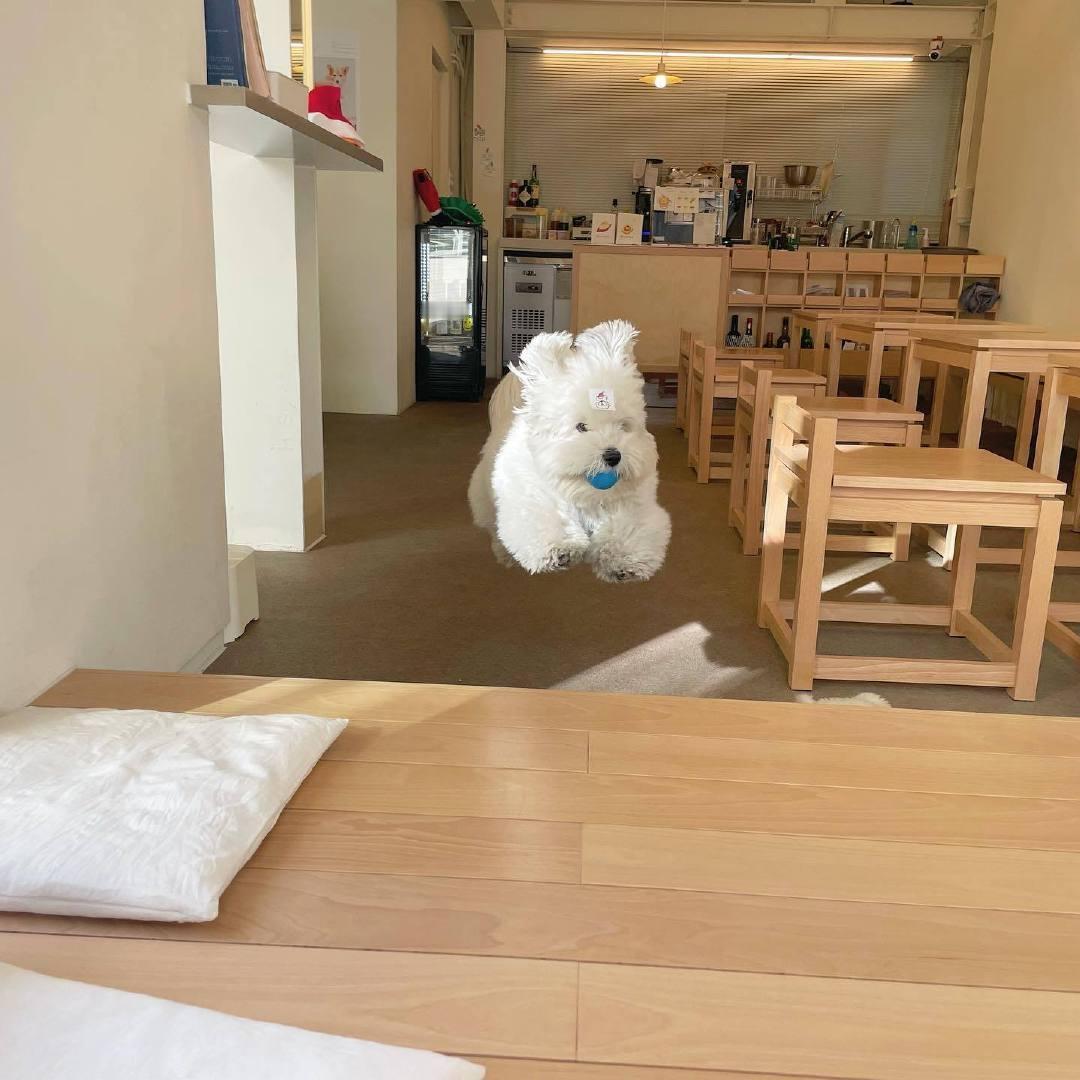 六一节当小狗听到妈妈说出去玩：​​​