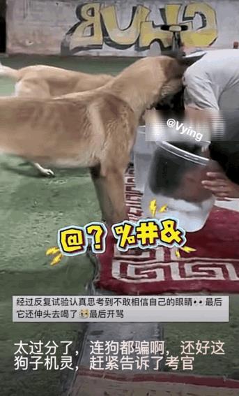 水下憋气作弊被狗子发现了，看来这狗子还挺聪明的，打开始就觉得不对劲，怎么那家伙