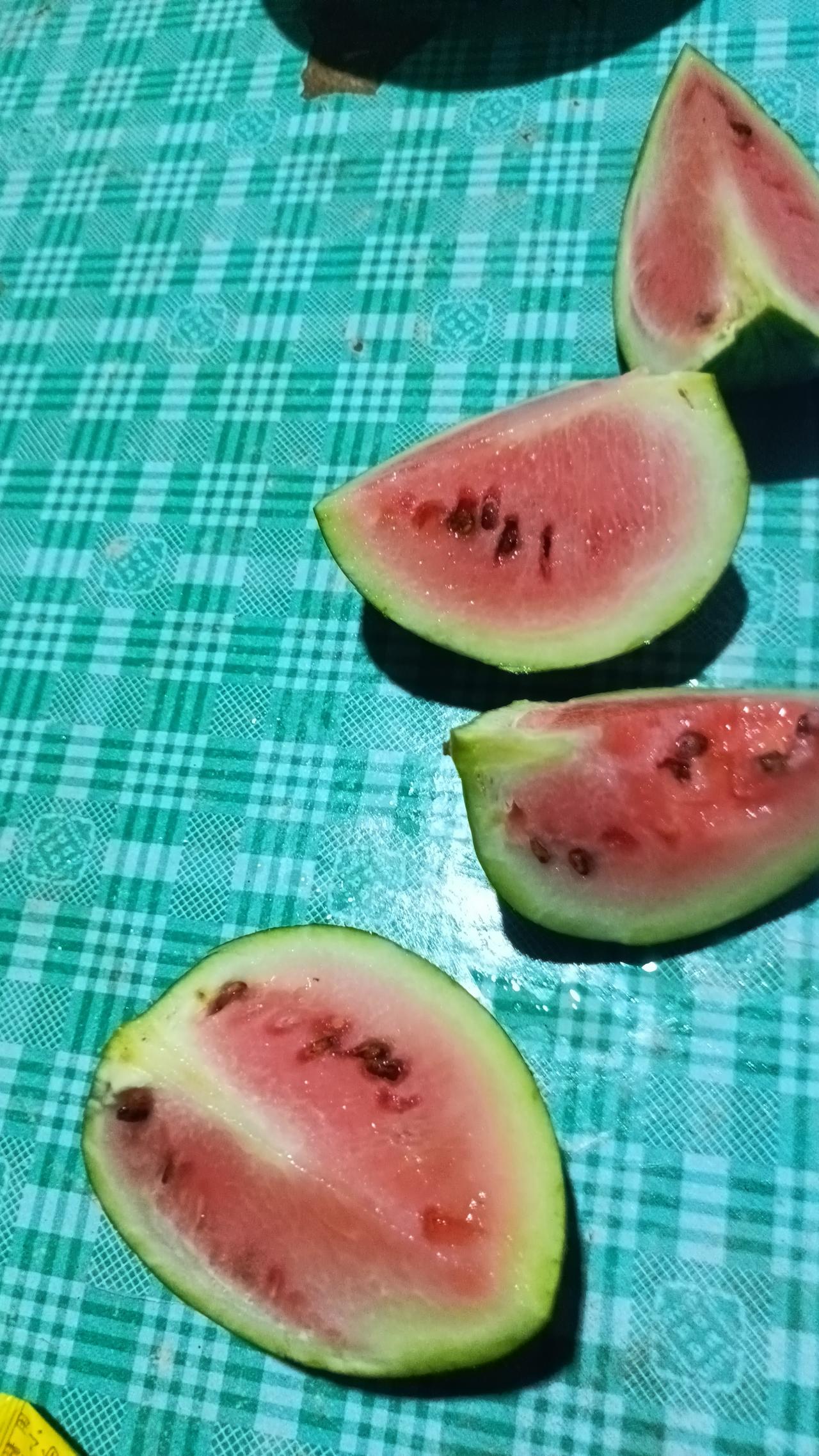 水泥地边上的泥土缝隙里长出了一颗小西瓜苗，是买回来吃的西瓜吃了以后吐在地上的籽自