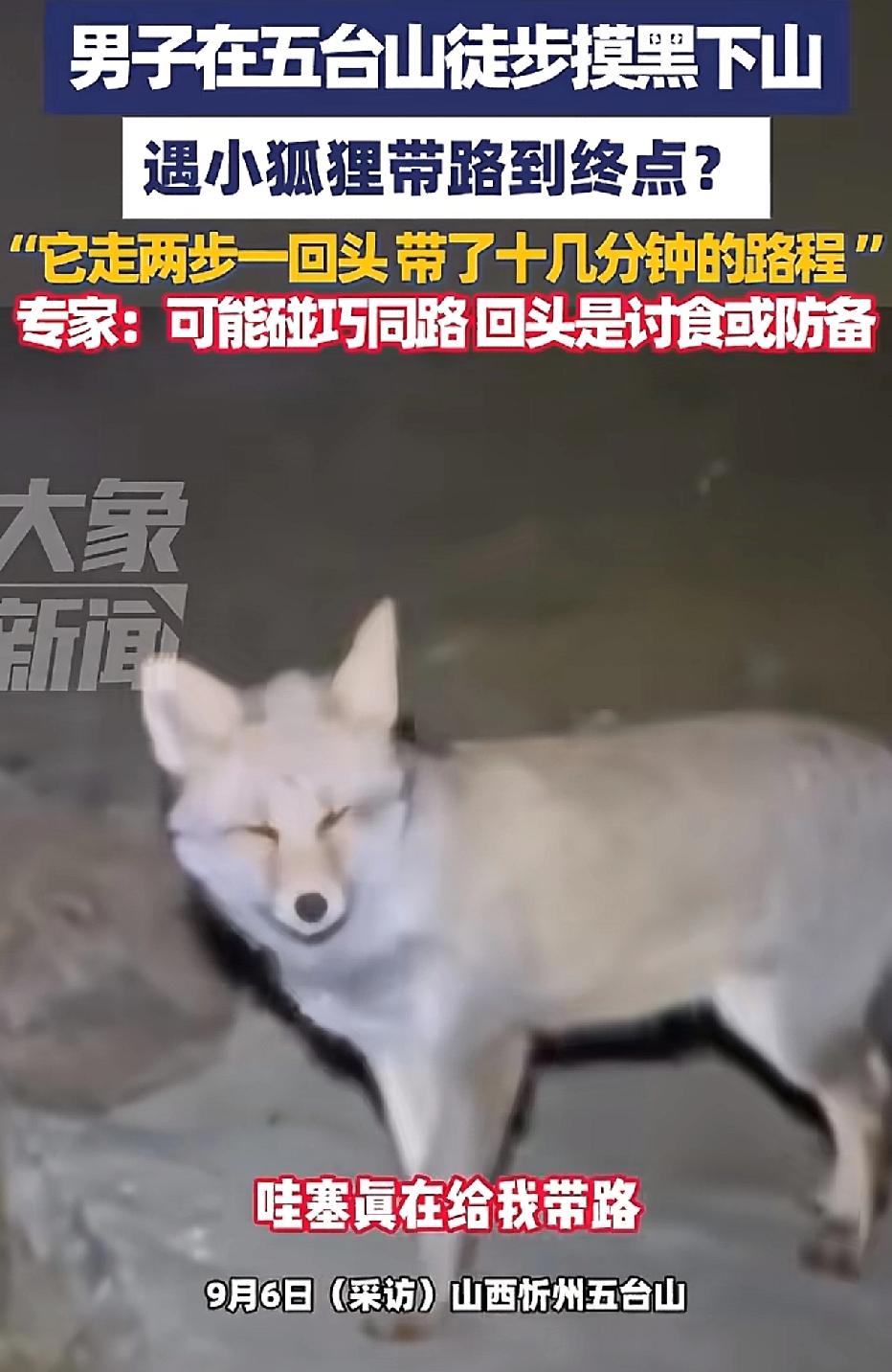 男子徒步五台山，天黑后才打着手电筒下山，途中邂逅了一只狐狸。那狐狸在前方走走停停