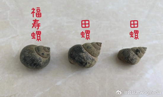 近期福寿螺大量冒出：这种东西身上寄生虫多达6000条近日气温回升，多地水域中福
