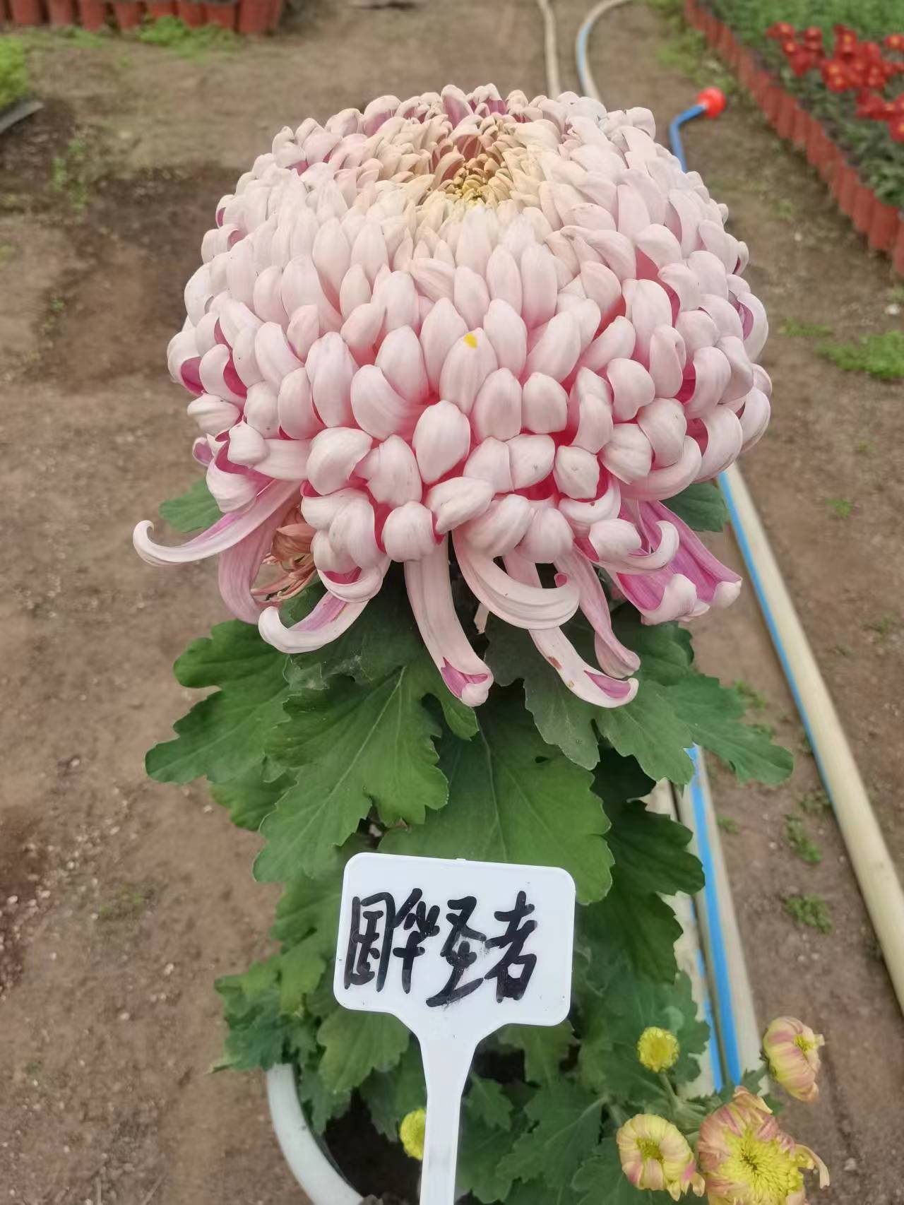 国华菊花部分品种图片